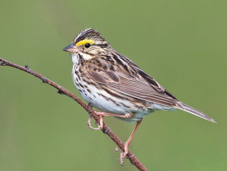 Savannah Sparrow on Round Island, NS